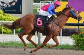 Travertine hands apprentice Jimmy Kek his first win on New Year's Day.<br>Photo by Singapore Turf Club